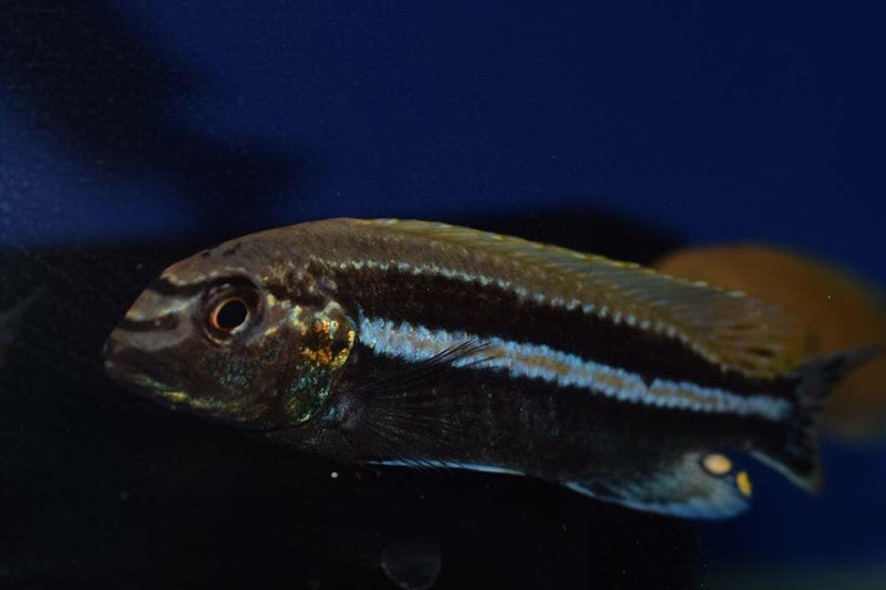 Melanochromis auratus 'Nakantenga Island'